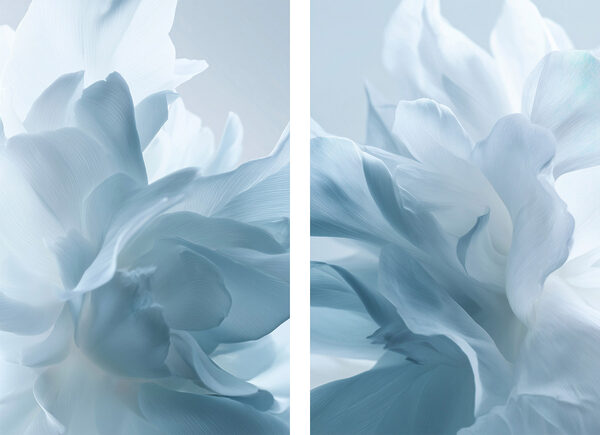Soft petals in gentle hues
