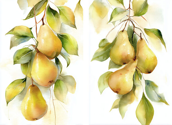 Watercolor painting of pears on a branch