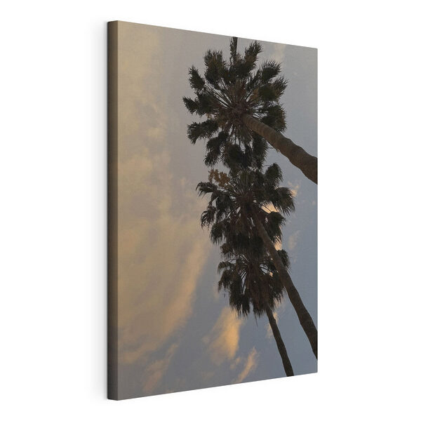 Group of palm trees